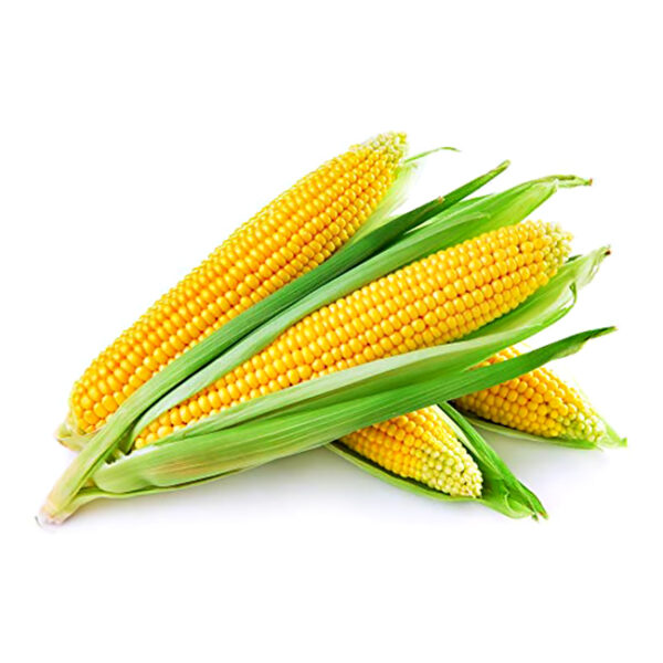 Sweet Corn