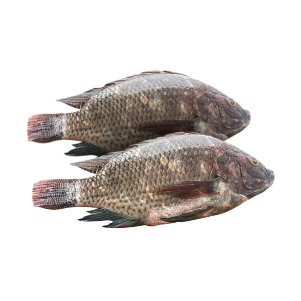 Tilapia G & S 5kg